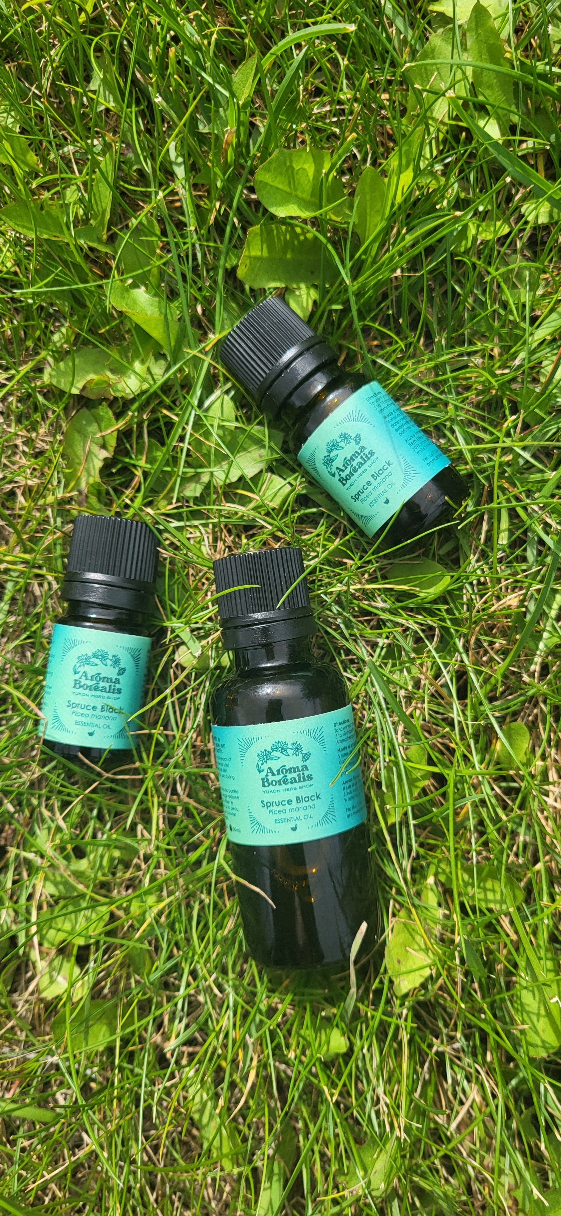 Spruce Black Essential Oil